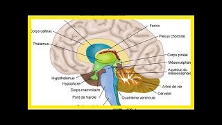 Xanax Lexomil Lysanxia Valium lorazépam Myolastan ces médicaments qui rétrécissent le cerveau [upl. by Brass336]