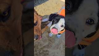 Had a FULL Day 😃 puppyvideos puppylife puppy puppyhood puppydog fun life [upl. by Uba]