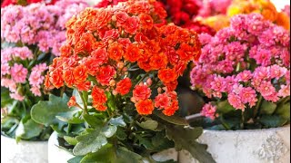 How to grow Kalanchoe plants and cuttings🌱🌱🌱 [upl. by Emilio]