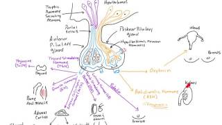 Introduction to Endocrinology for Paramedics [upl. by Enar]