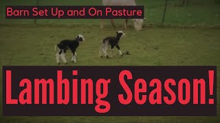 Lambing season Lambing in a barn or on pasture Pros and cons of each [upl. by Daren]