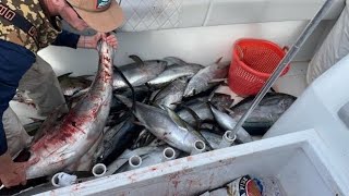 quot16 Yellowfin Tuna in 3 Hours RAW Footage Adrenaline Pumping Fishing Adventurequot [upl. by Shaine731]