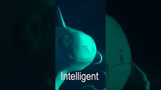 Enchanting Beluga Whale Blows Bubbles [upl. by Latrena]