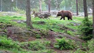 Vargar vs Björn  Wolves against bear  fight between wolves and brown bear [upl. by Aggy]