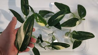 Monstera Standleyana Propagation [upl. by Zerk11]