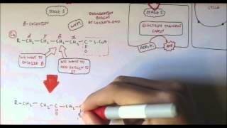 Human Metabolism Map VII  Fatty Acid Degredation [upl. by Soble]