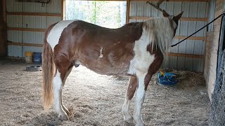 Clip time for Speck Hes 31yrs old with Cushings it causes him not to shed winter coat completely [upl. by Agueda93]