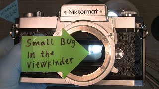 Remove a small Bug in the viewfinder In Nikkormat FTn [upl. by Germann]