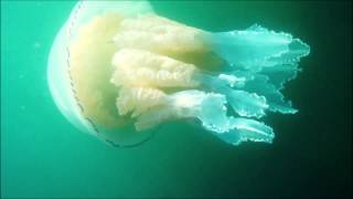 Biggest barrell jelly fish filmed in British waters [upl. by Rednael]