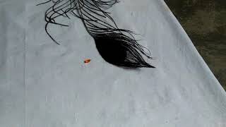 Original Nagamani test videonagamani peacock feather testing video [upl. by Ellesig716]