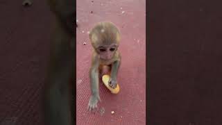 The baby monkey cant even hold a piece of bread [upl. by Elleinwad96]