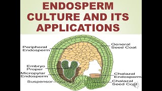 ENDOSPERM CULTURE AND ITS APPLICATIONS [upl. by Samau]