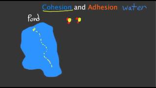 Cohesion and Adhesion [upl. by Sauers]