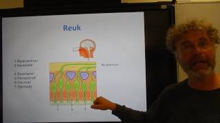 Biologie HV OB De reuk en smaak [upl. by Accisej]