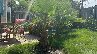 How to grow Washingtonia robusta part 26 6 years [upl. by Loella]