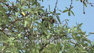 The great barbet is an Asian barbet native to the Indian subcontinent [upl. by Neraa]