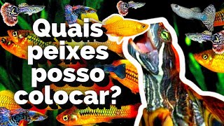 Quais peixes posso colocar com minha tartaruga Tigre dágua [upl. by Lael386]