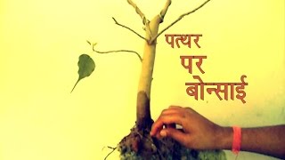 बोन्साई को पत्थर पर कैसे लगाए  Bonsai On Rock part 1  Hindi   Mammal Bonsai [upl. by Elysia]