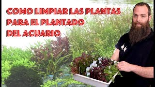 Como limpiar las plantas 🌿para el plantado del acuario [upl. by Ennairam822]