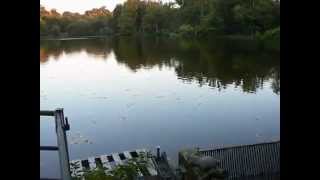 Millstone Pool CARP Fishery France Spill Weir [upl. by Odelinda]