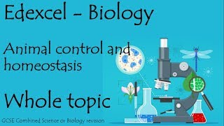 The whole of Edexcel COORDINATION and HOMEOSTASIS 91 GCSE biology or combined science revision [upl. by Olivette]