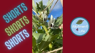 Broad Bean Support Easy but Effective 🙌 [upl. by Sher]