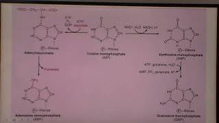 Antibióticos PROA TrimetroprimSulfametoxazol [upl. by Castera]