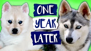 Alaskan Klee Kai Growing Up  Day 1 to 1 Year  Puppy Transformation  Mini Husky Grows Up [upl. by Jarrod]