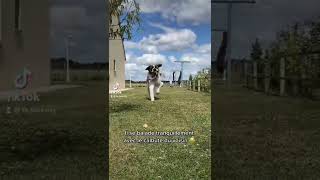 Vol de caleçon sans pression short shortvideo saintbernard dog [upl. by Gui]