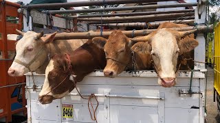 funny cow unloading from truck at the marketcow sound videos for kidsbig cowfunny animal [upl. by Eseenaj]