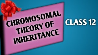 CHROMOSOMAL THEORY OF HEREDITY  Chromosomal Theory Of Inheritance [upl. by Siger]