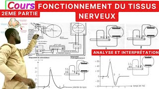 SVTFonctionnement du tissus nerveux2èPartiePotentiel dActionRepos [upl. by Atinna590]