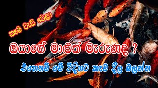 Fish Food Sinhala  Malu kema  How to feed fish Sinhala [upl. by Yeorgi]