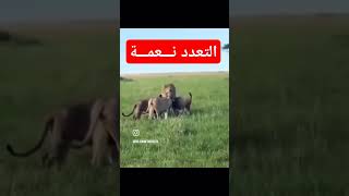 التعدد 🤫 djabdelhalimnassimشعبيمغربيchaabimaroc اكسبلور تيكتوك music [upl. by Akialam]