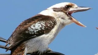 Yalıçapkını KOOKABURRA kuşu nedir [upl. by Siul]