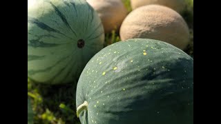 Planting Seedless Watermelon amp Other Garden Adventures [upl. by Ddej]