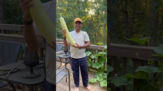 Our garden harvest 😍🌾👩‍🌾👨‍🌾gardeningharvest bittergourd bottlegourd shorts [upl. by Fira162]