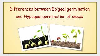 Differences between Epigeal germination and Hypogeal germination of seeds [upl. by Tome]