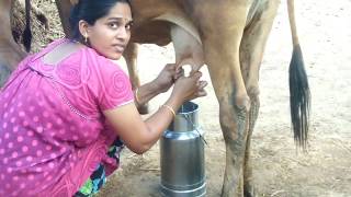 Cow milking  cow milking by hand  how to milk a cow  how to milk a cow by hand  cow milk  cow [upl. by Oal]