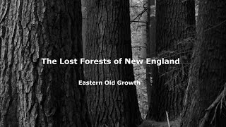 The Lost Forests of New England Eastern Old Growth [upl. by Lorrie182]