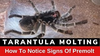 Tarantula Molting How To Notice The Signs Of Premolt [upl. by Enoval]