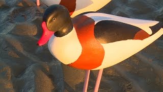 Les blettes ces drôles doiseaux de la Baie de Somme [upl. by Leddy]