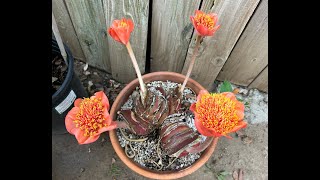 This Week in the Garden 115 degree temps Amaryllis Belladonna and Haemanthus S2E40 [upl. by Keheley149]