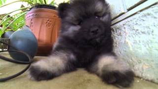 7 Week Old Keeshond Puppy Litter [upl. by Ameh266]