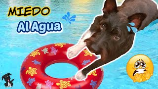 MI PERRO TIENE MIEDO AL AGUA 😓 Os cuento mi Experiencia  Lana [upl. by Daveen]