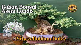 Bahan Bonsai Asam Londo Varigata  Pithecellobium Dulce bonsai plants [upl. by Aihsat]