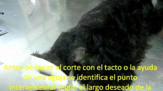 Corte de cola paso a paso y estándares para caudectomía según AKC Clínica Veterinaria Cachorro [upl. by Mimi]