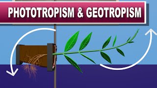 Phototropism and Geotropism [upl. by Burchett]