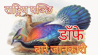 डाँफे बारे जानकारी Lophophorus birds nepal [upl. by Bennet482]