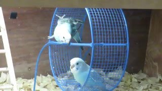 Budgies play in wheel [upl. by Ynnek345]